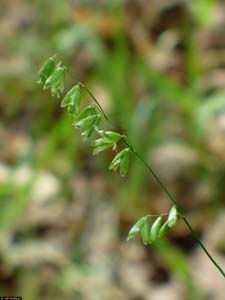 Two-flower Melicgrass /
Melica mutica